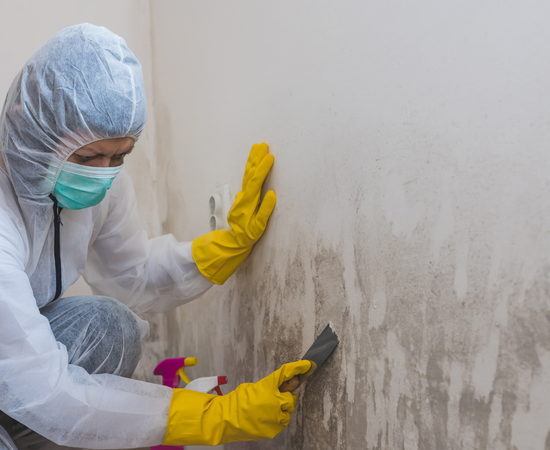 Gainesville mold remediation