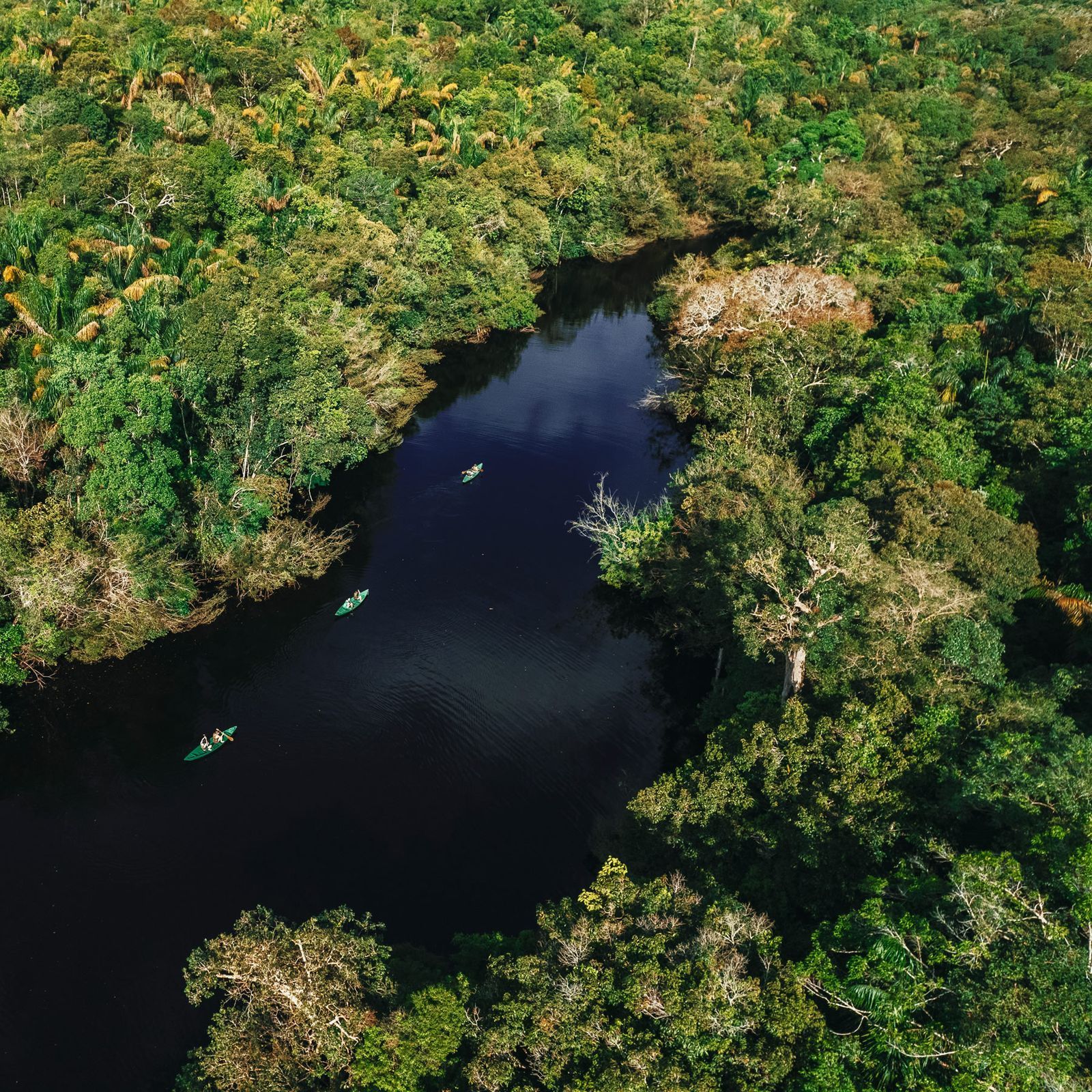 Um rio escuro serpenteia por uma exuberante floresta tropical verde, com três caiaques na água.