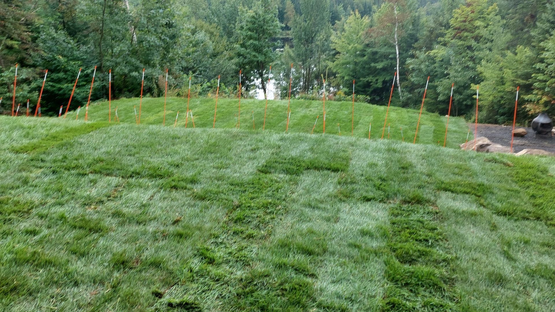 Un champ d'herbe verte luxuriante avec des arbres en arrière-plan.