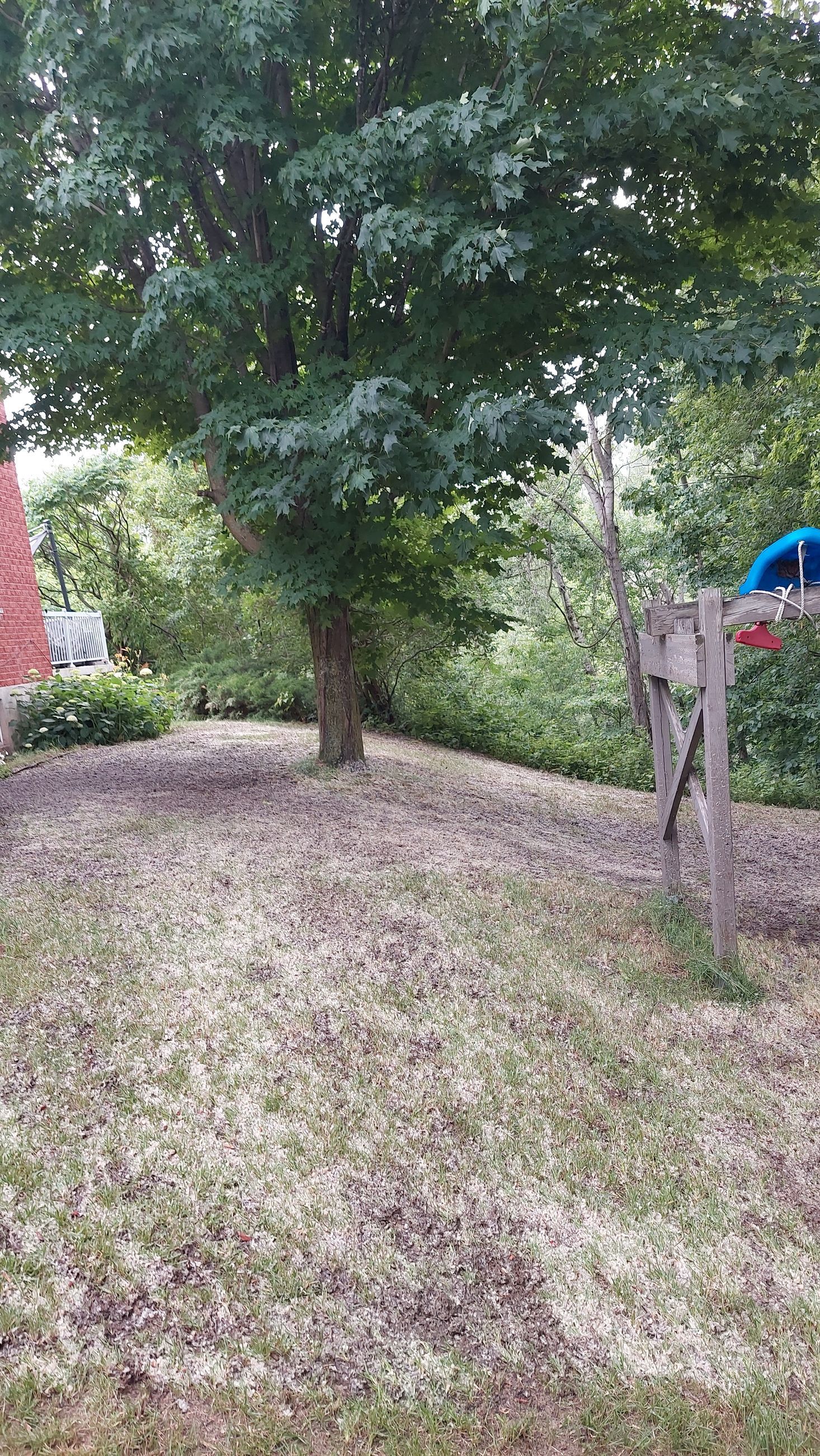 Une personne se tient dans une cour à côté d'un arbre.