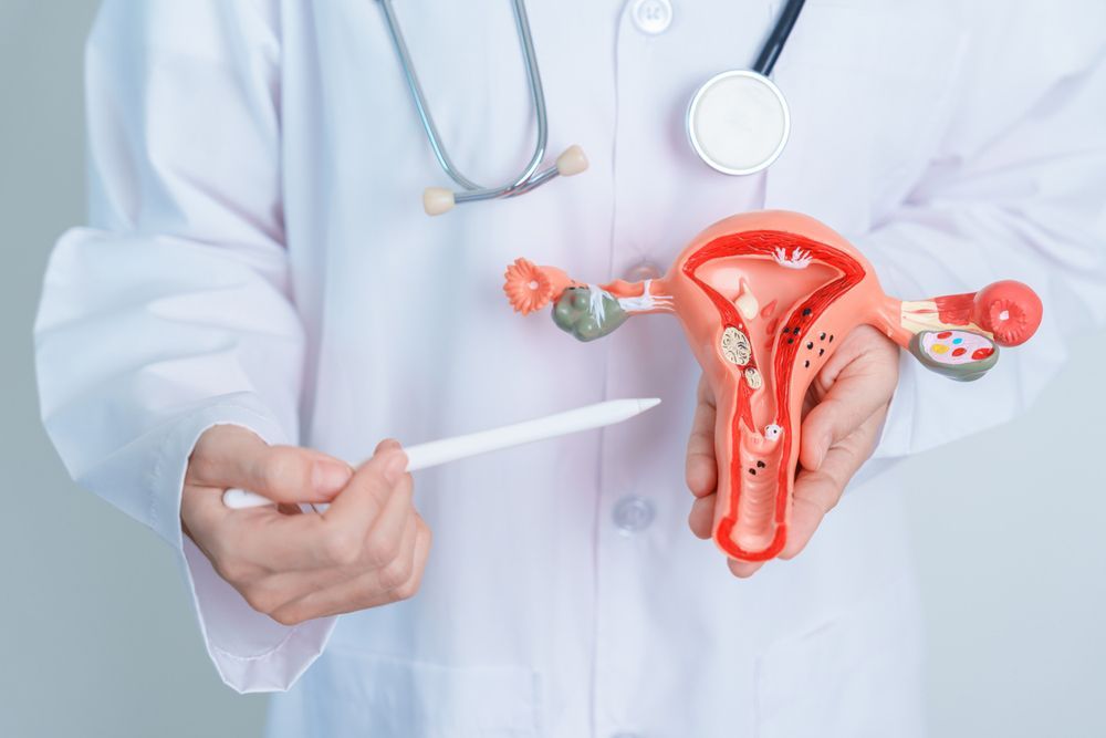 A doctor is holding a model of the female reproductive system.