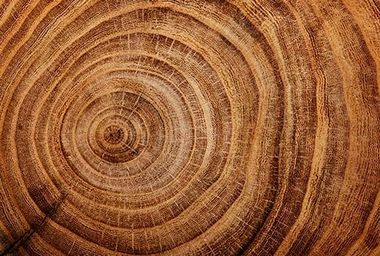 Tree Stump Close Up — Lumber Yard in Newton, NC