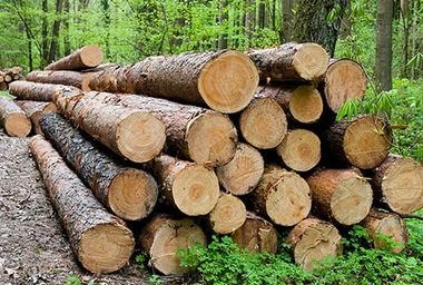 Wood Logs — Lumber Yard in Newton, NC