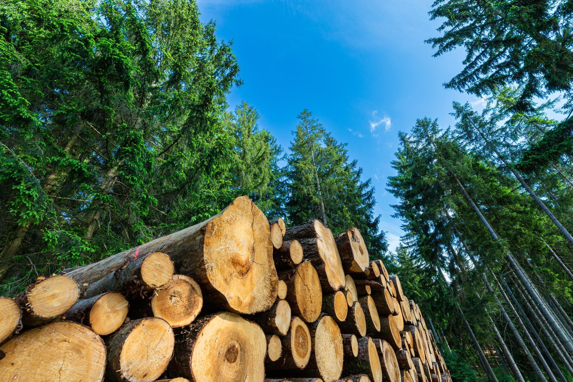 A pile of logs in the middle of a forest.