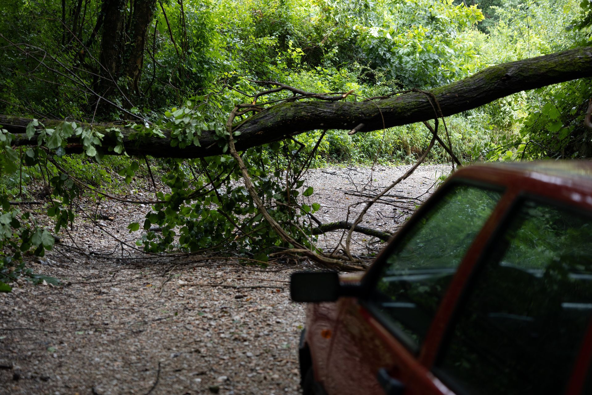 A red car is parked in the woods next to a fallen tree branch.