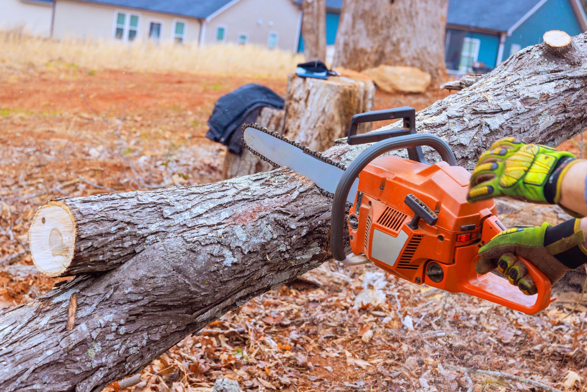 A person is cutting a tree with a chainsaw.