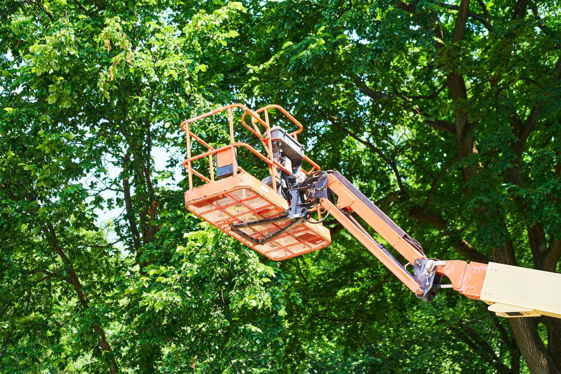 A crane is lifting a tree in a park.