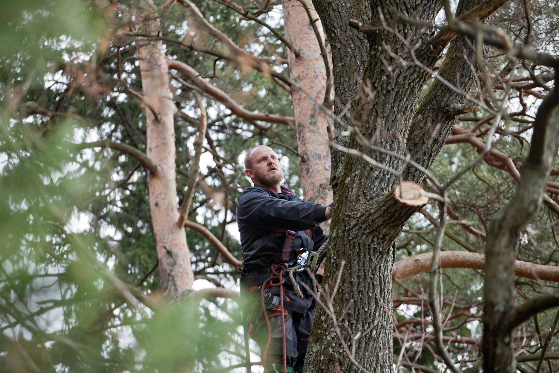 A man is climbing a tree with a chainsaw.