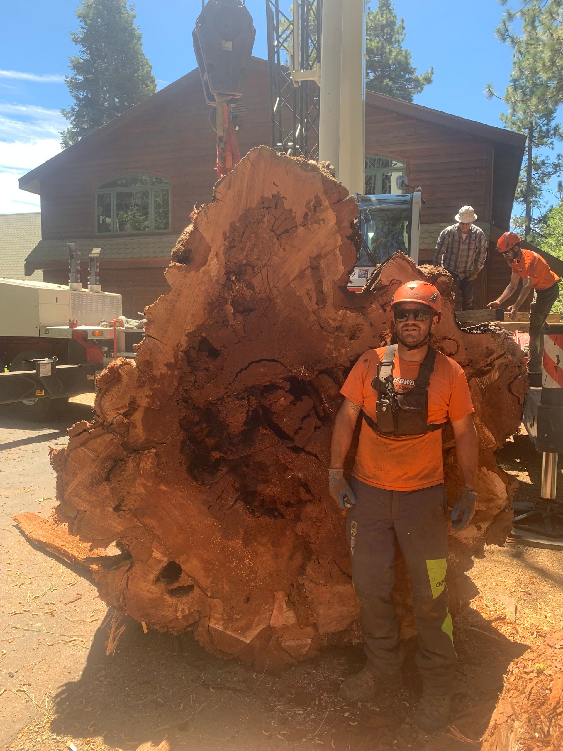 A man is cutting a tree with a chainsaw in the woods.