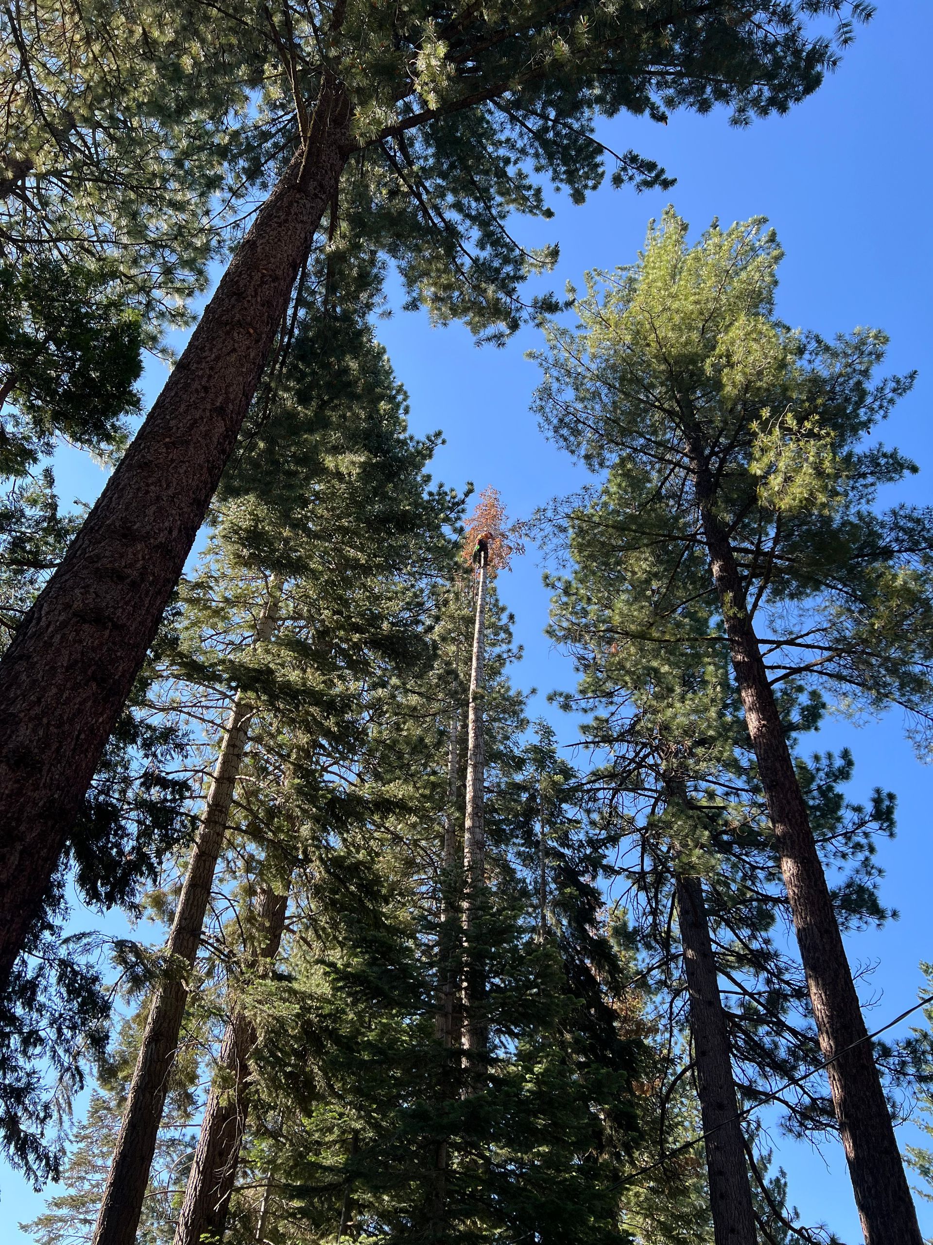 A crane is lifting a tree in a park.
