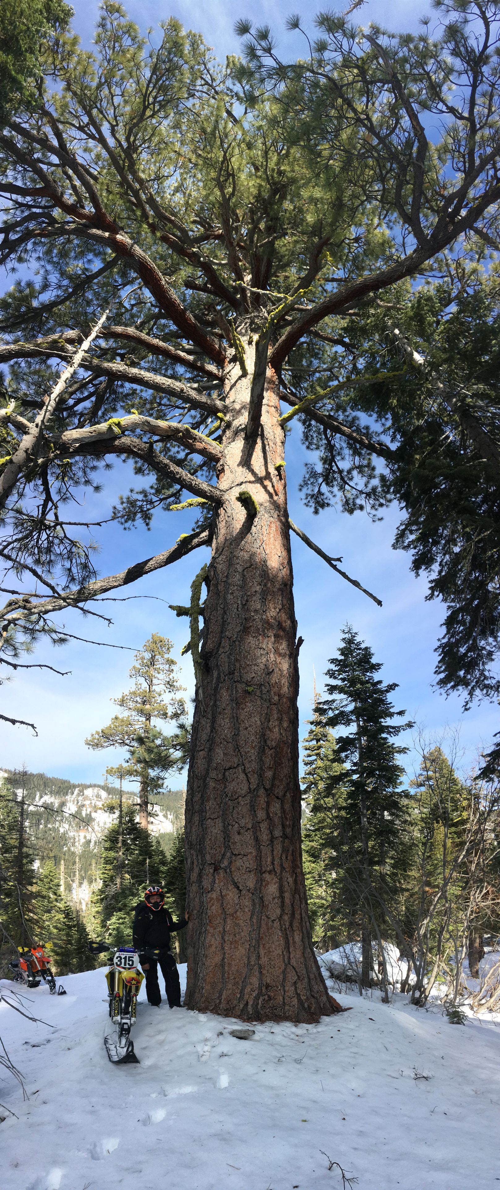 A man is cutting a log with a chainsaw in the woods.