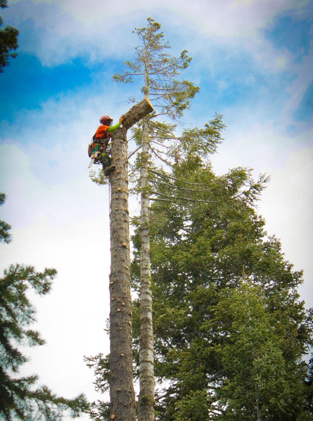 A man in a bucket is cutting a tree with a chainsaw.