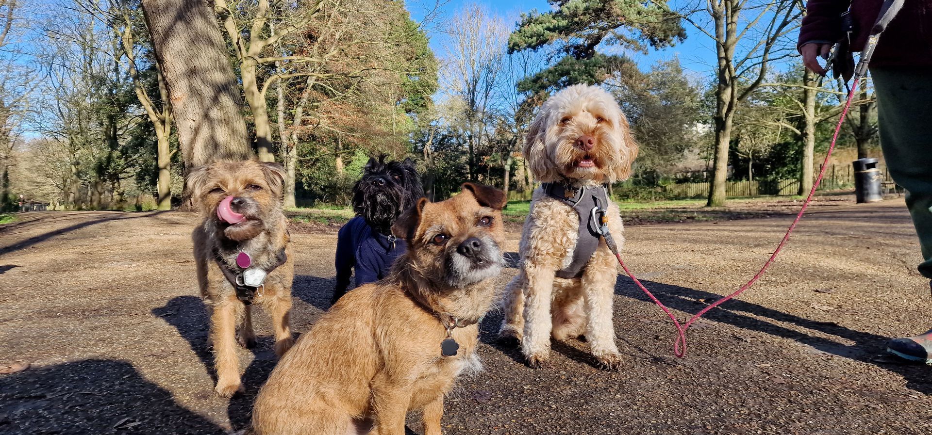Four dogs on leashes in a park, brown fur and happy expressions. A person holds a leash.