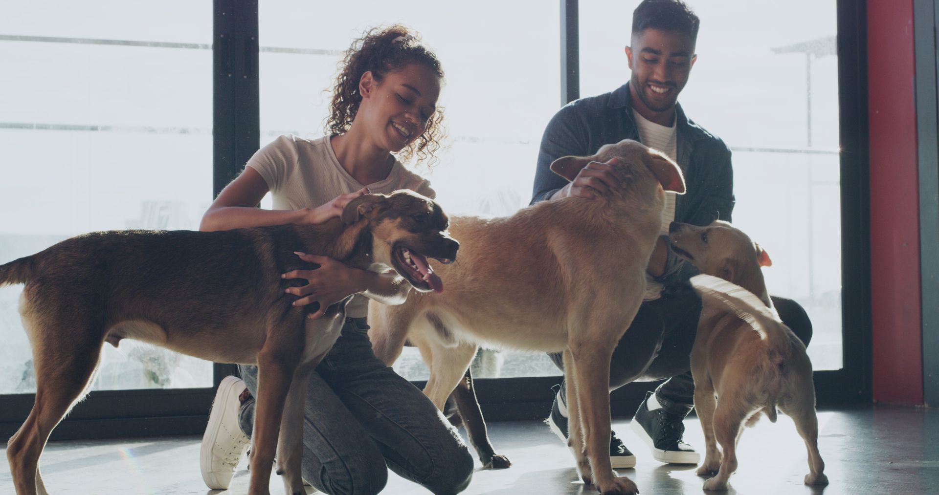 Couple petting three dogs indoors. They smile; one woman kneels. Sunlight streams through a window.