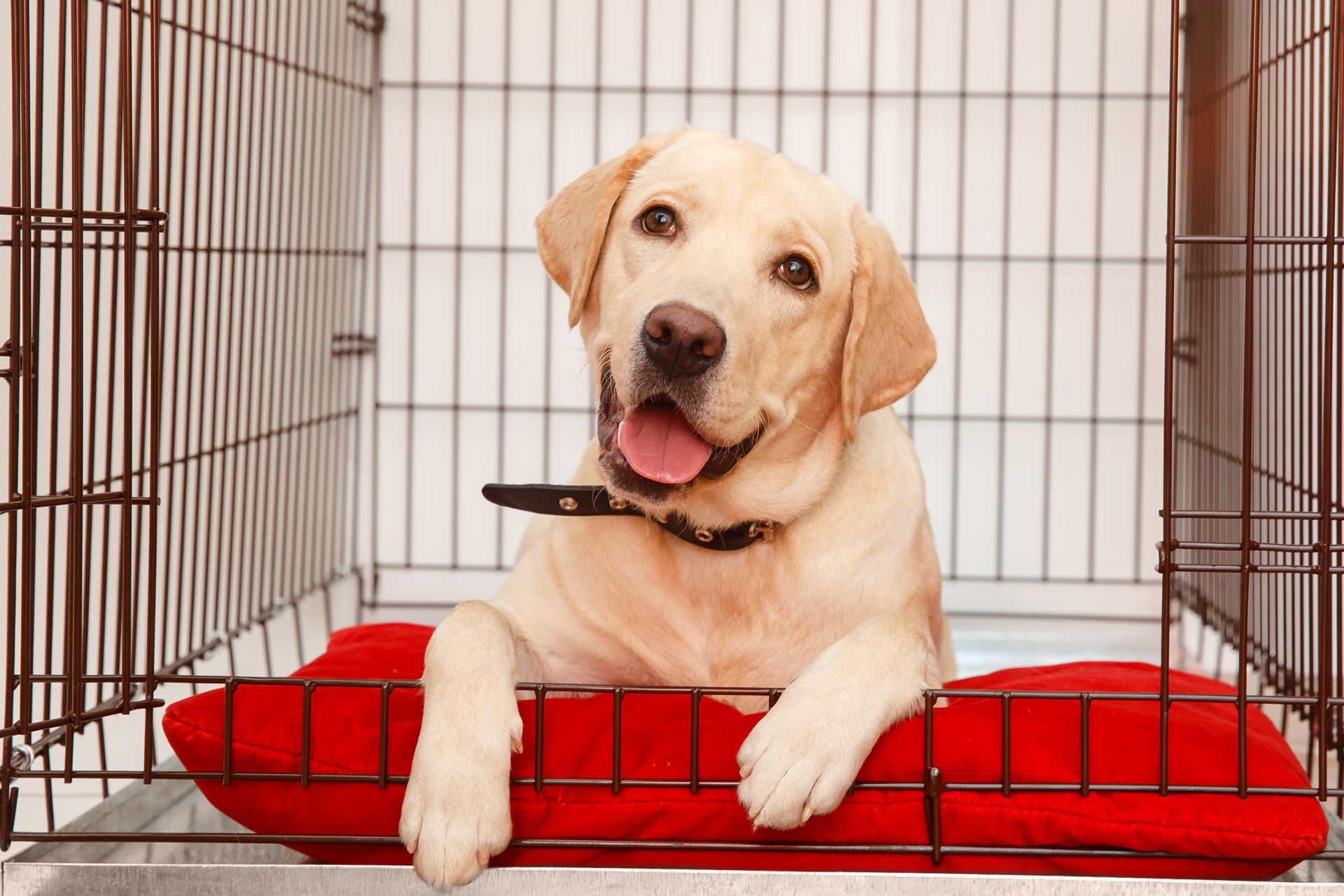 Yellow Labrador retriever dog in a crate, resting on a red pillow. The dog looks happy and is panting.