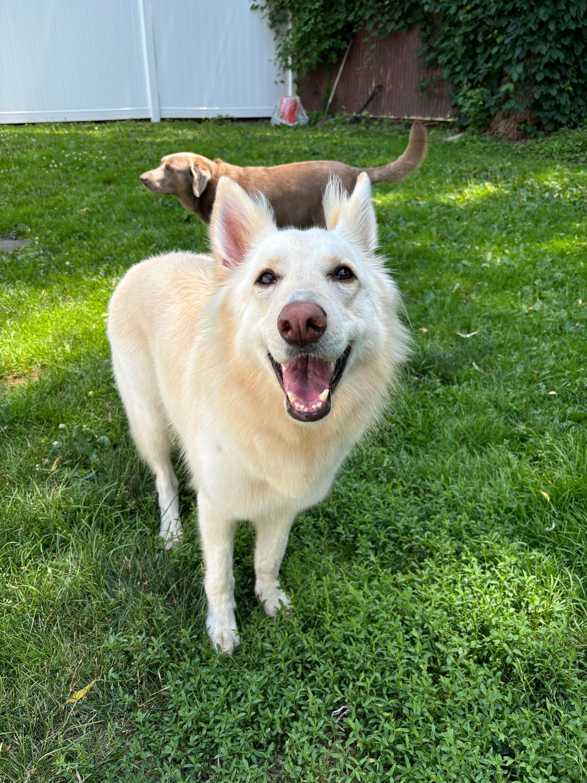 White dog with pink nose smiles in a grassy yard, brown dog in the background.