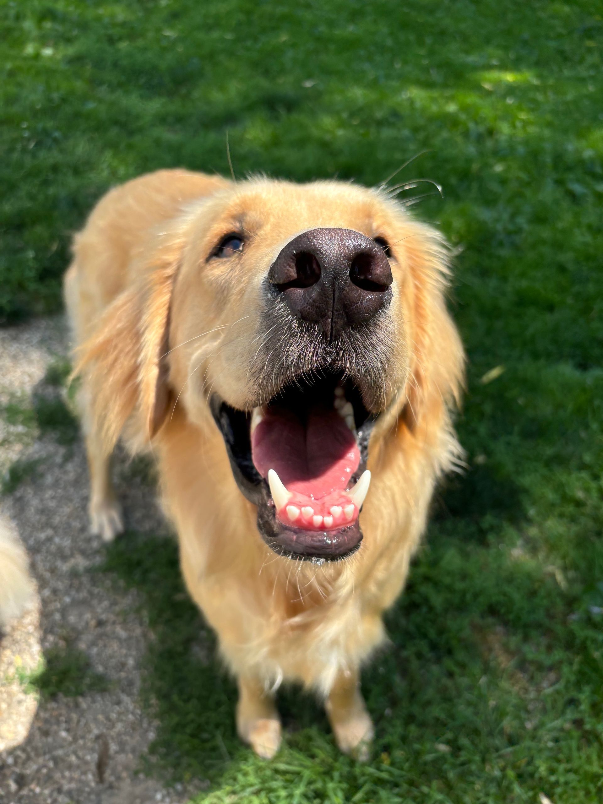 Two golden retrievers, one resting on a yellow dog bed, the other seated in the background of a dog-friendly room.