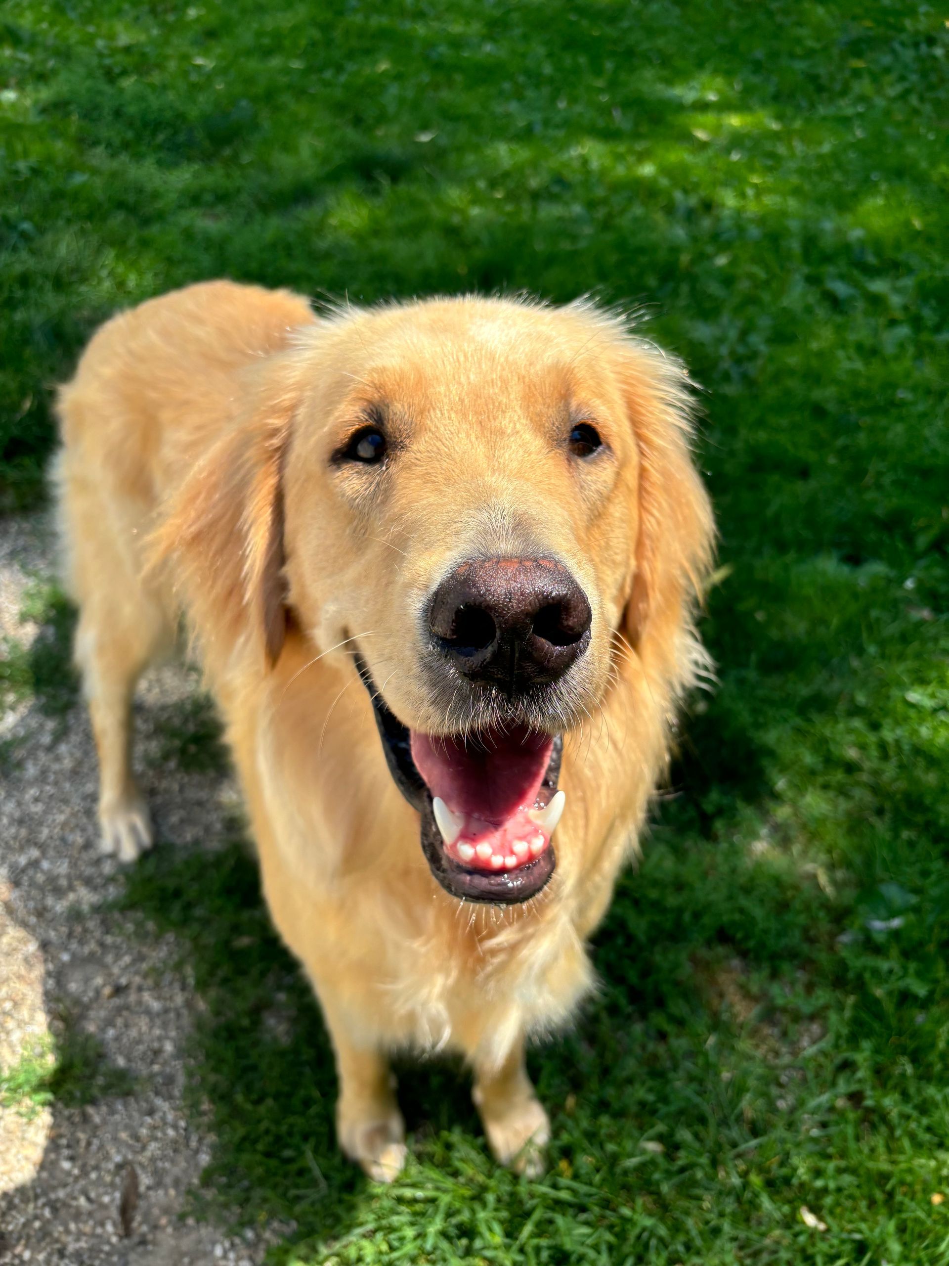 Golden retriever dog with open mouth, smiling outdoors on grass.