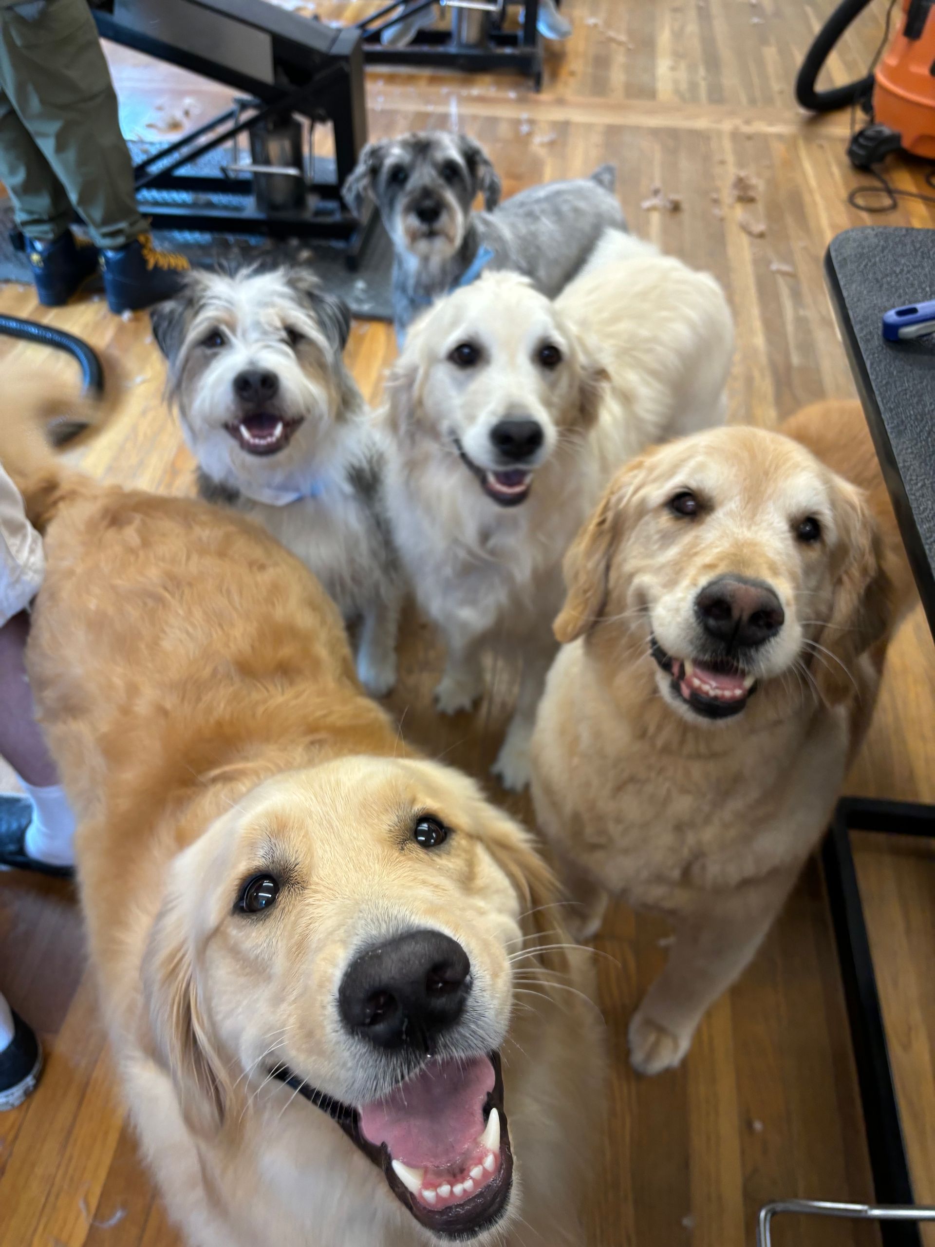 Five dogs smiling at the camera, including several golden retrievers, in a dog grooming shop.