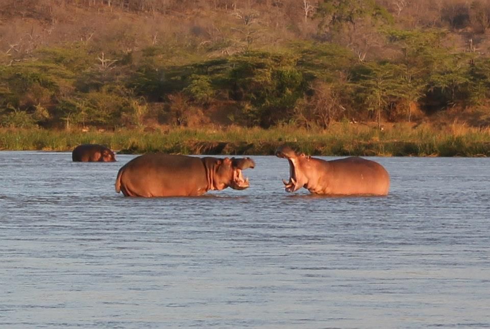 hippos Tanzania safari