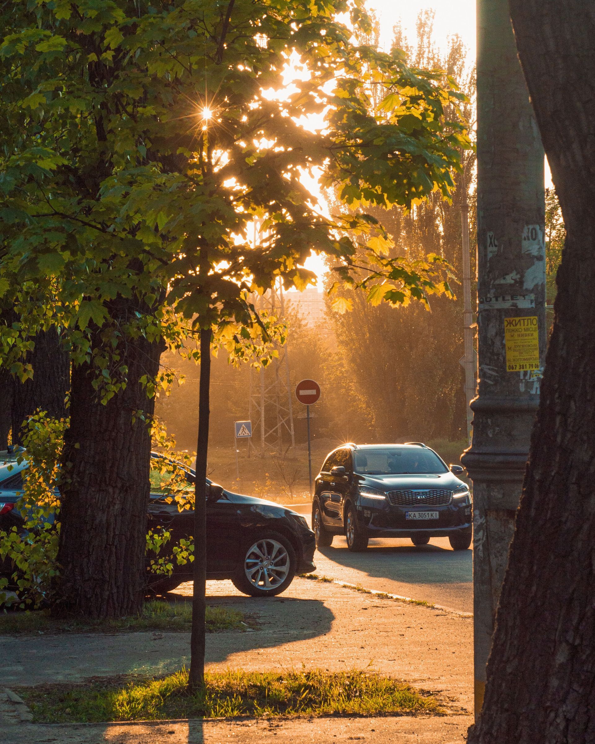 Sunlit street with parked cars under leafy trees at golden hour