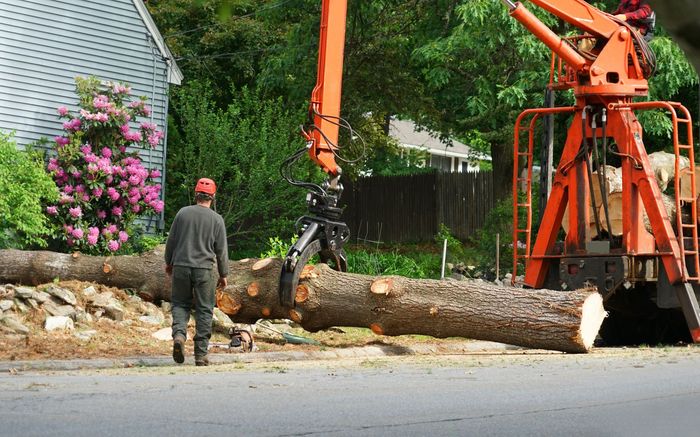 Removing a tree trunk using a crane