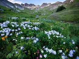 A field of flowers in the mountains with mountains in the background.