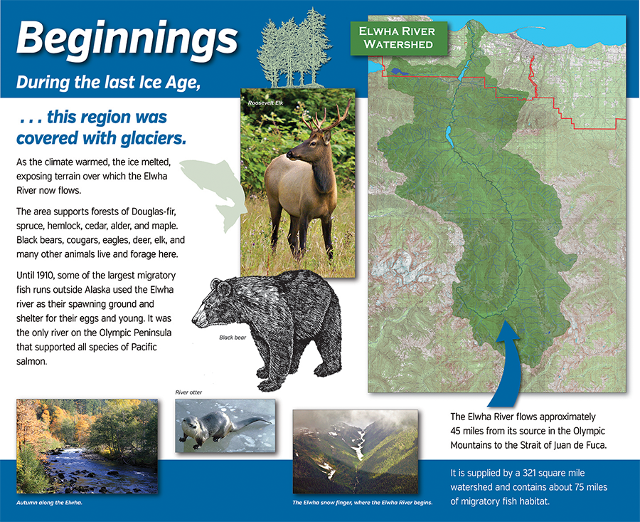 Elwha River Restoration display