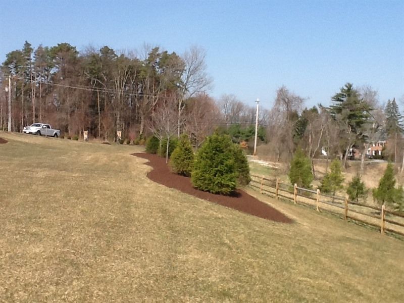 Grassy hillside with a row of evergreen trees mulched with brown material, and a wooden fence along the right.