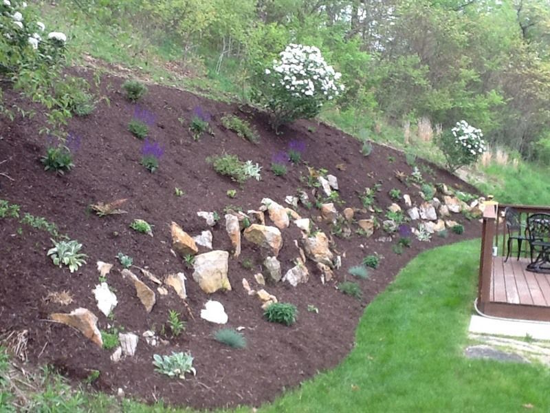 Sloped hillside garden bed with rocks, mulch, and various green plants. Lush green grass borders the bed.