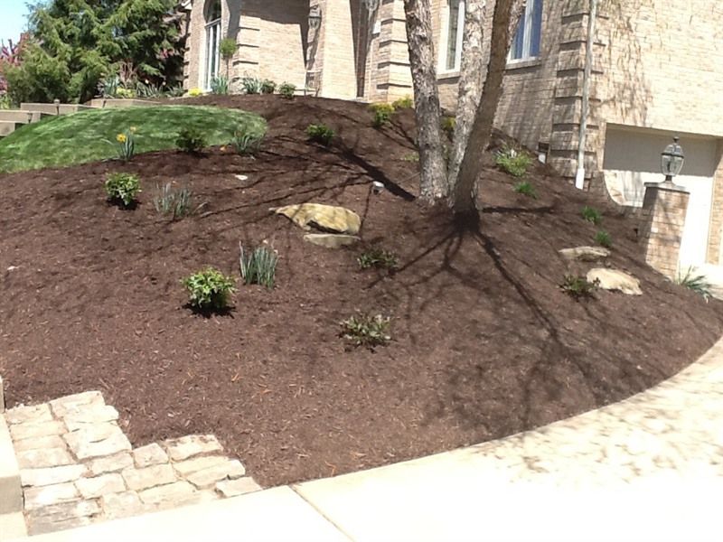 Mulched hillside with a tree, small plants, and a brick walkway in front of a house.