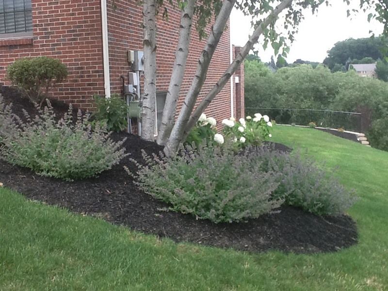 Landscaped yard with grass and mulch beds. Catmint shrubs and birch tree near brick building.