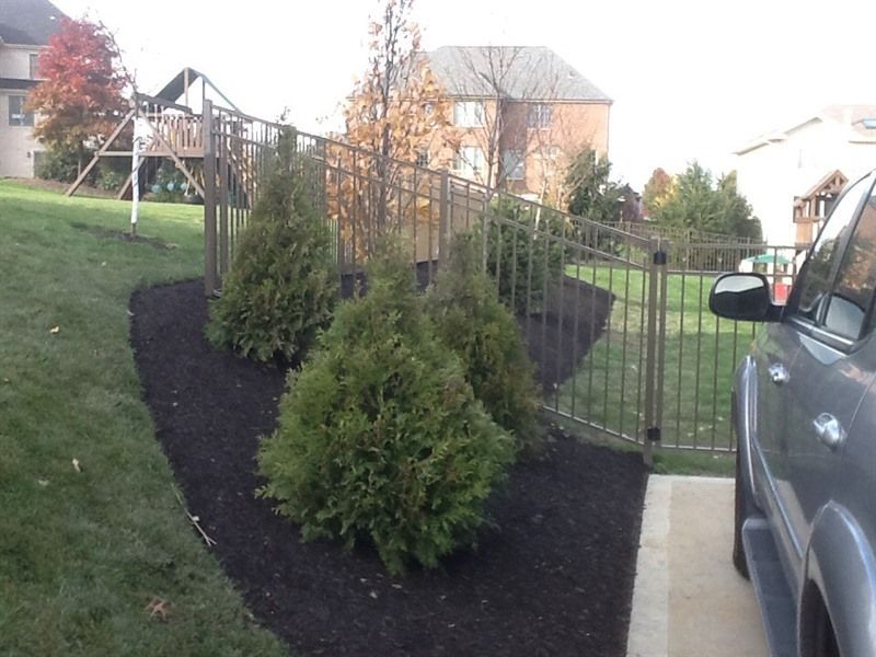 A landscaped yard with evergreens, black mulch, and a black metal fence next to a grassy area and driveway.