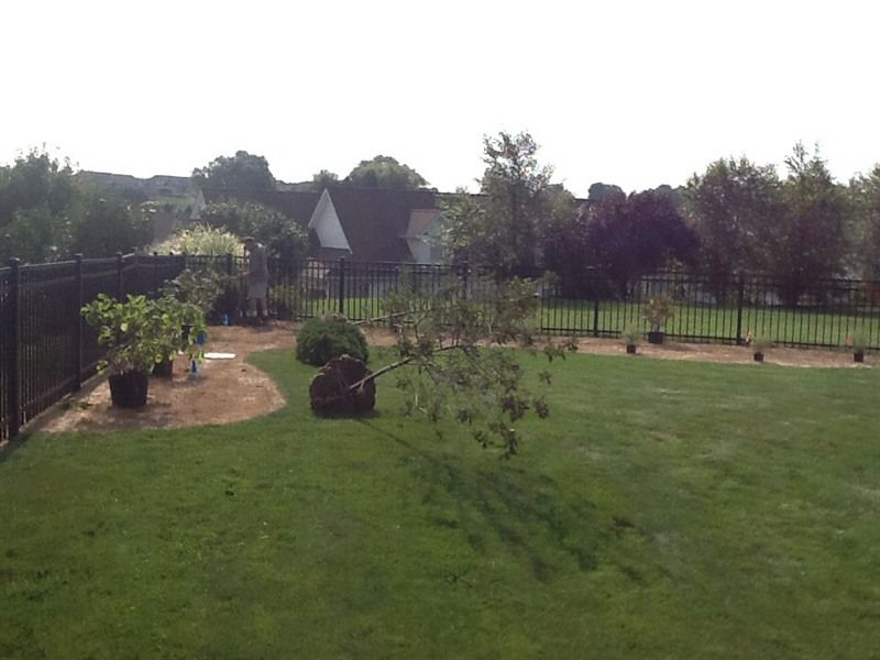 Backyard with a green lawn, black fence, trees, and houses in the background.