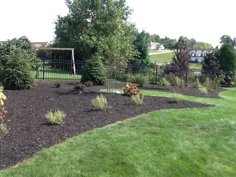 Landscaped backyard with mulch, plants, green grass, and a black fence.