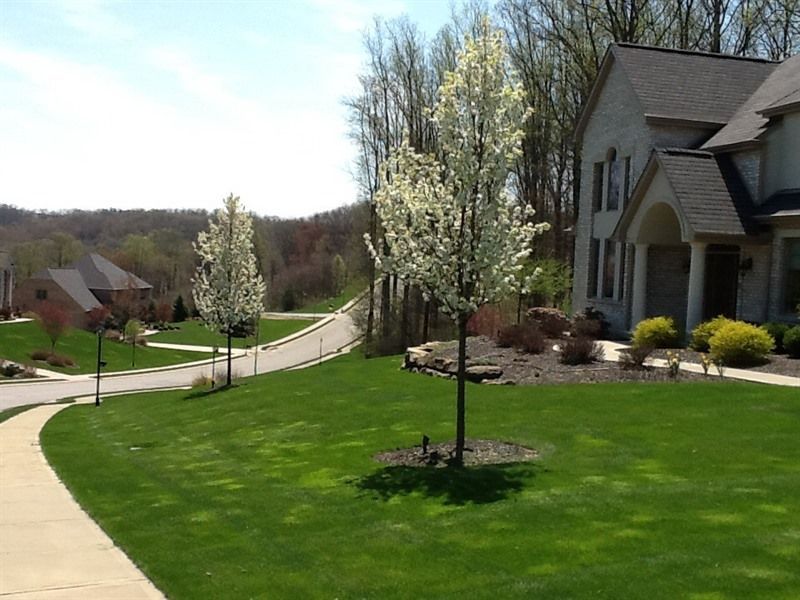 Lush green lawn with blooming trees, sidewalk, and two-story house under a blue sky.