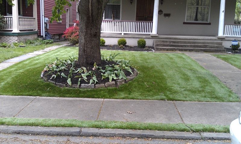 Well-manicured lawn with a tree in the center, and a house in the background.