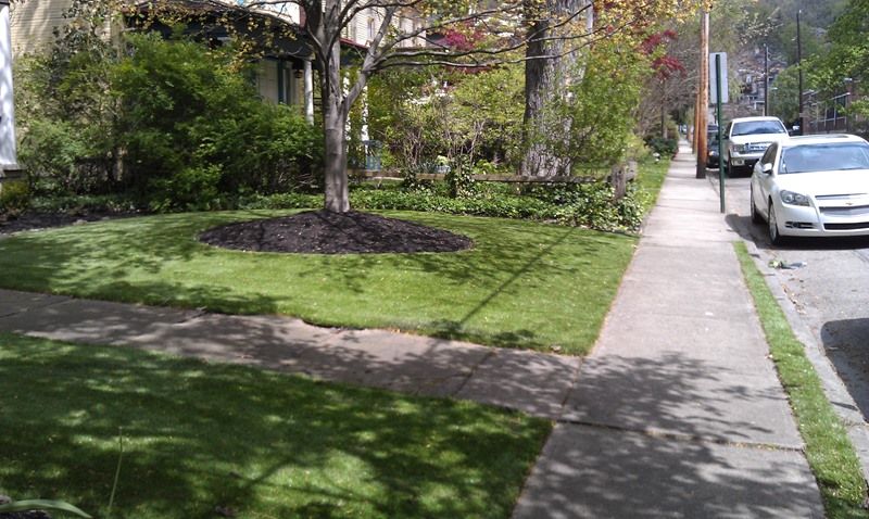Lush green lawn with sidewalk, tree, parked cars, and house in background on a sunny day.