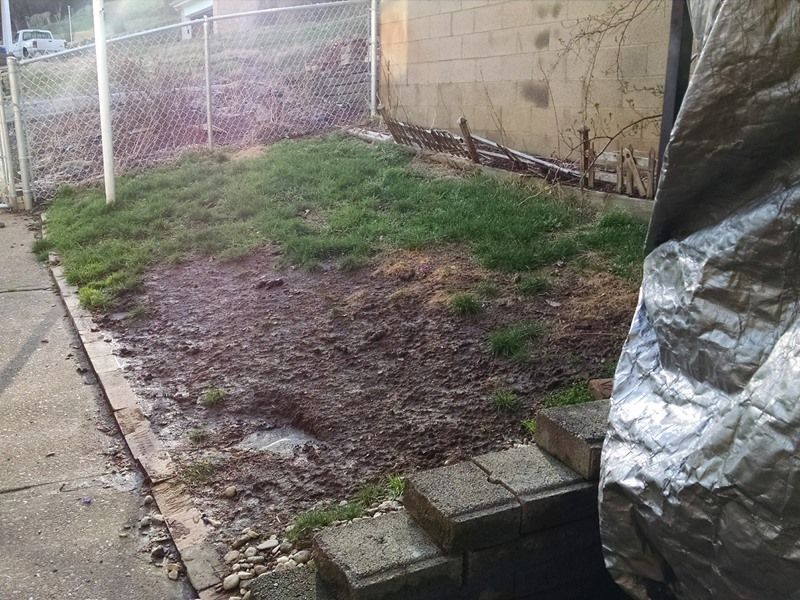 Grassy patch next to a concrete wall and chain-link fence. Some grass, some bare earth, and gray steps.