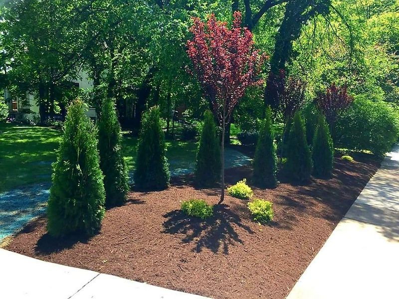 Landscaped garden bed with green and red trees, brown mulch, and a concrete border.