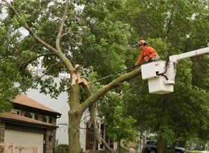 Storm damaged tree gets cut