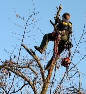 Man pruning the tree