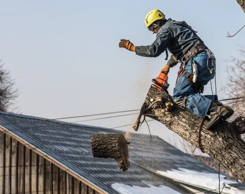 Professional arborist using a chainsaw to trim a large tree branch above a roof.
