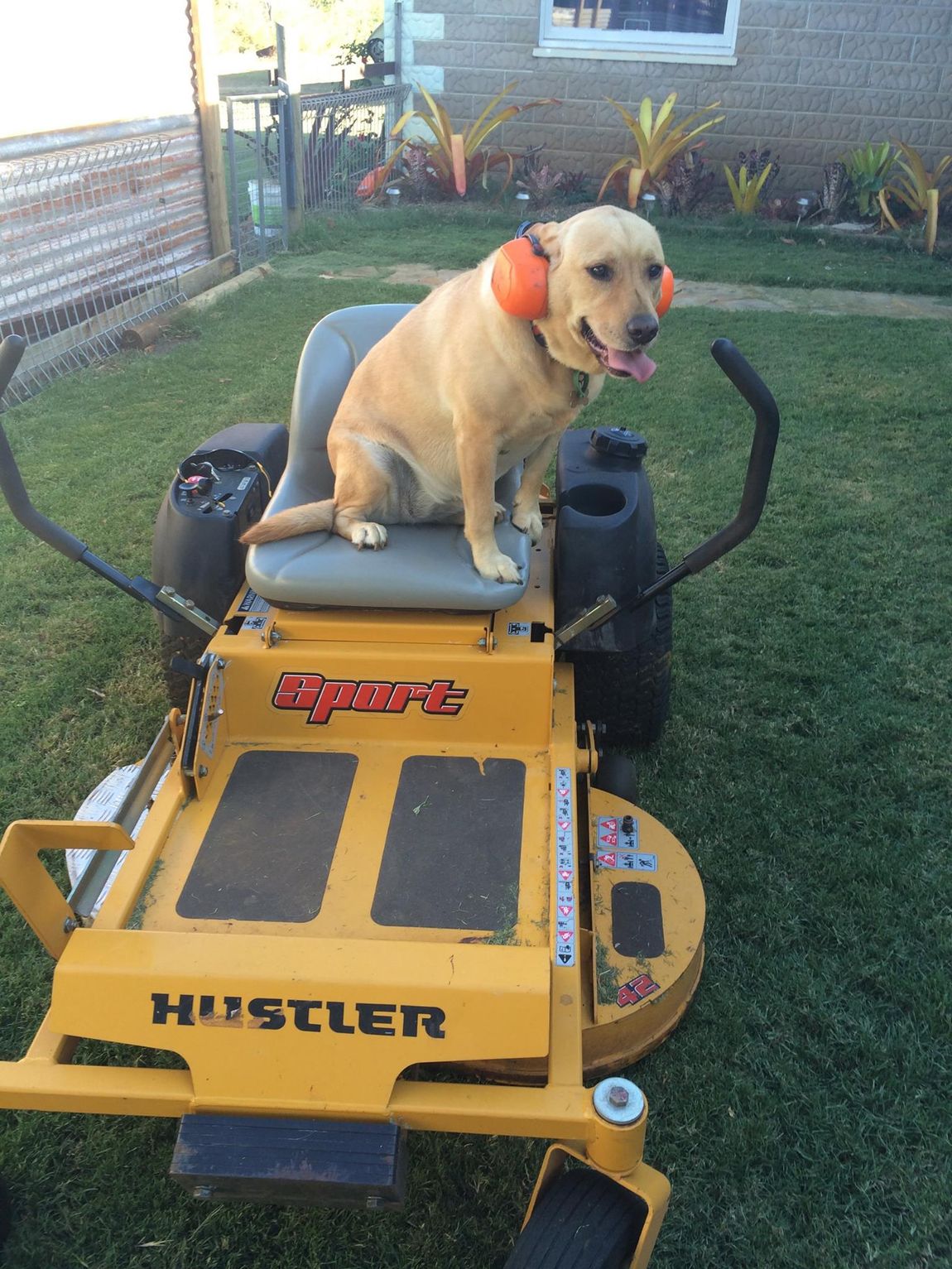 Dog in the Yellow Vehicle — Fencing Contractor in Innes Park, QLD