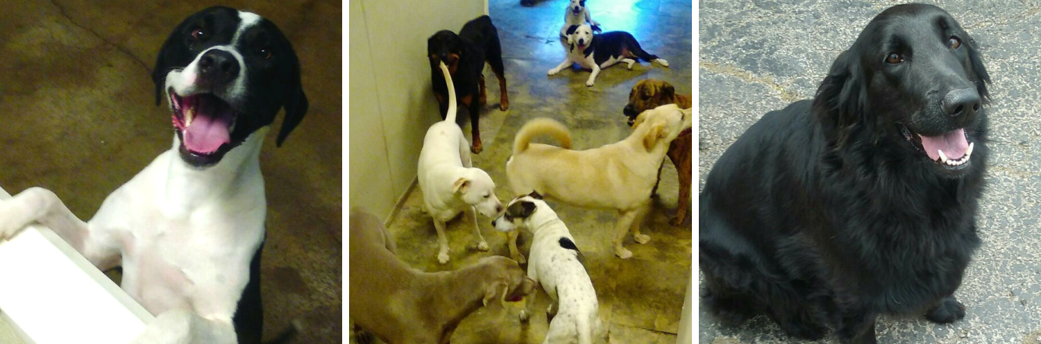 Three photos of a black dog: two playful scenes with white dogs and one close-up portrait indoors