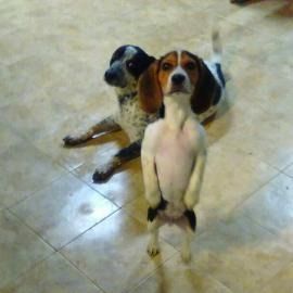 Two dogs on a tiled floor, one standing upright in front of a black-and-white dog lying behind it.