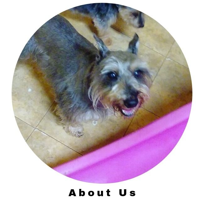 Small gray-and-tan dog looking up on a tiled floor beside a pink edge, with “About Us” text below