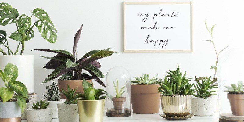 Table of Plants