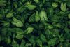A dense, lush cluster of arrowhead-shaped green leaves with light green vein patterns.