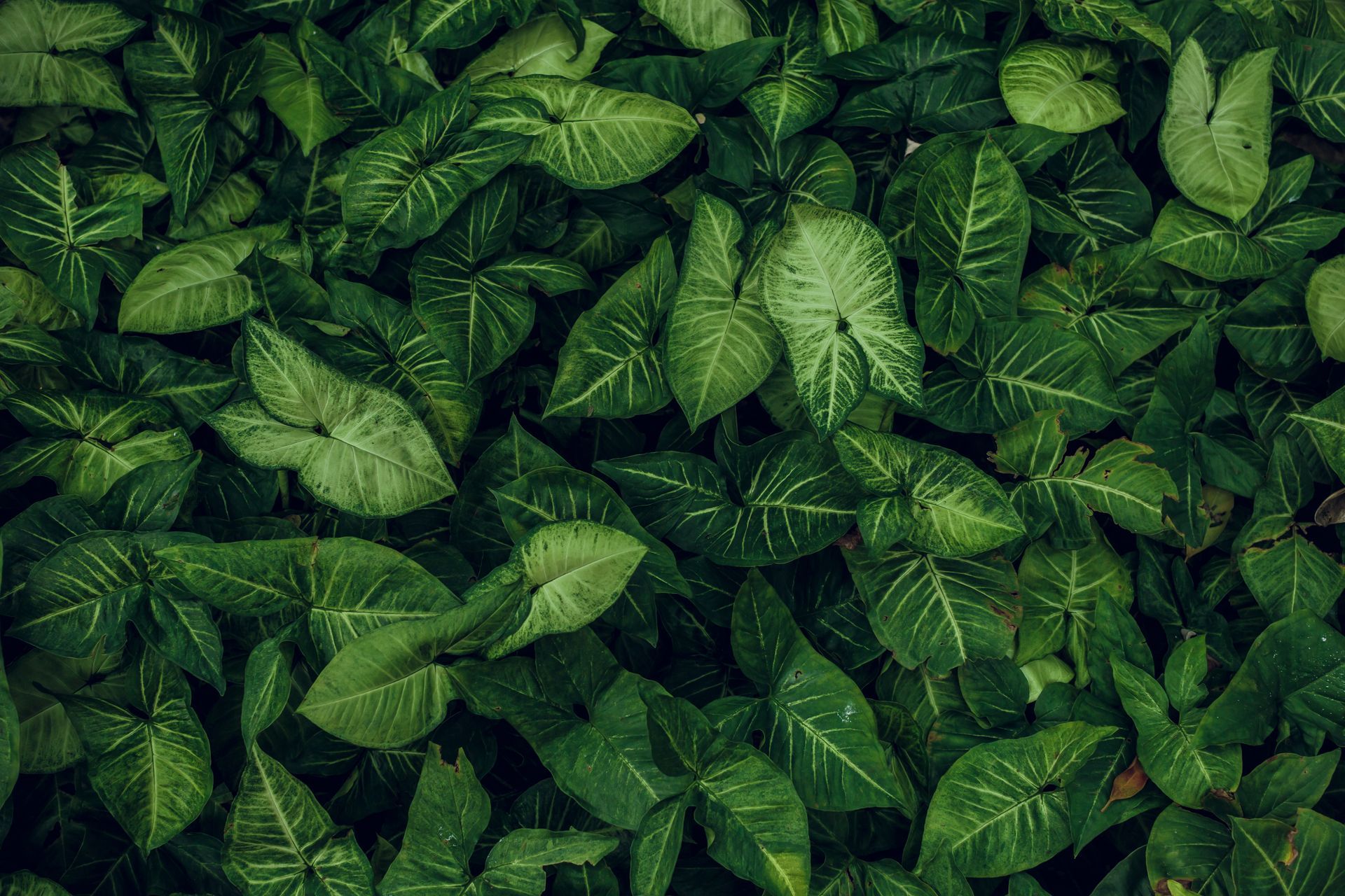 A dense, lush cluster of arrowhead-shaped green leaves with light green vein patterns.